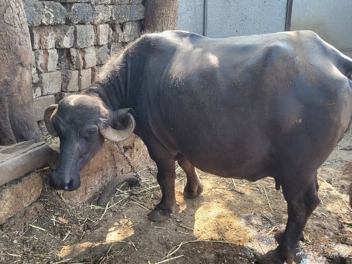 ભેંસ વેચવાની છે