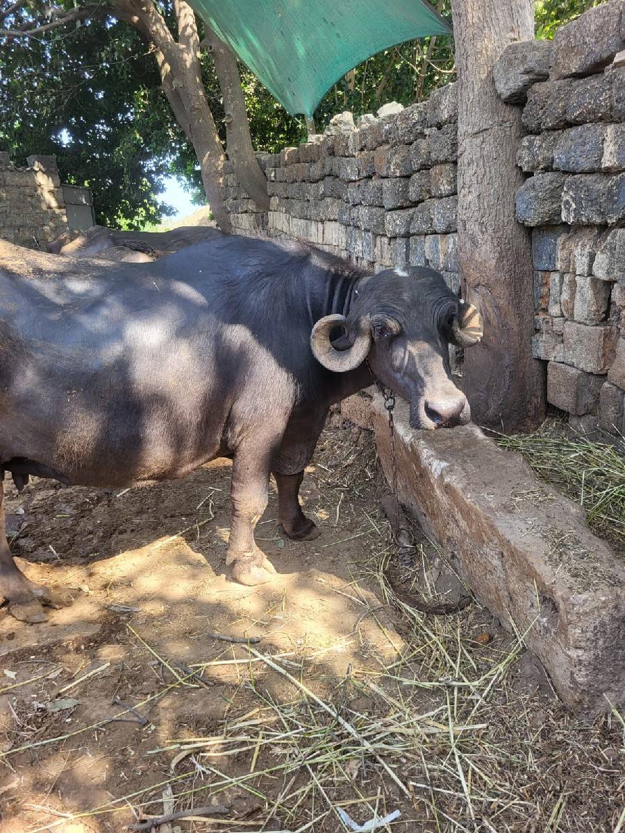 ભેંસ વેચવાની છે