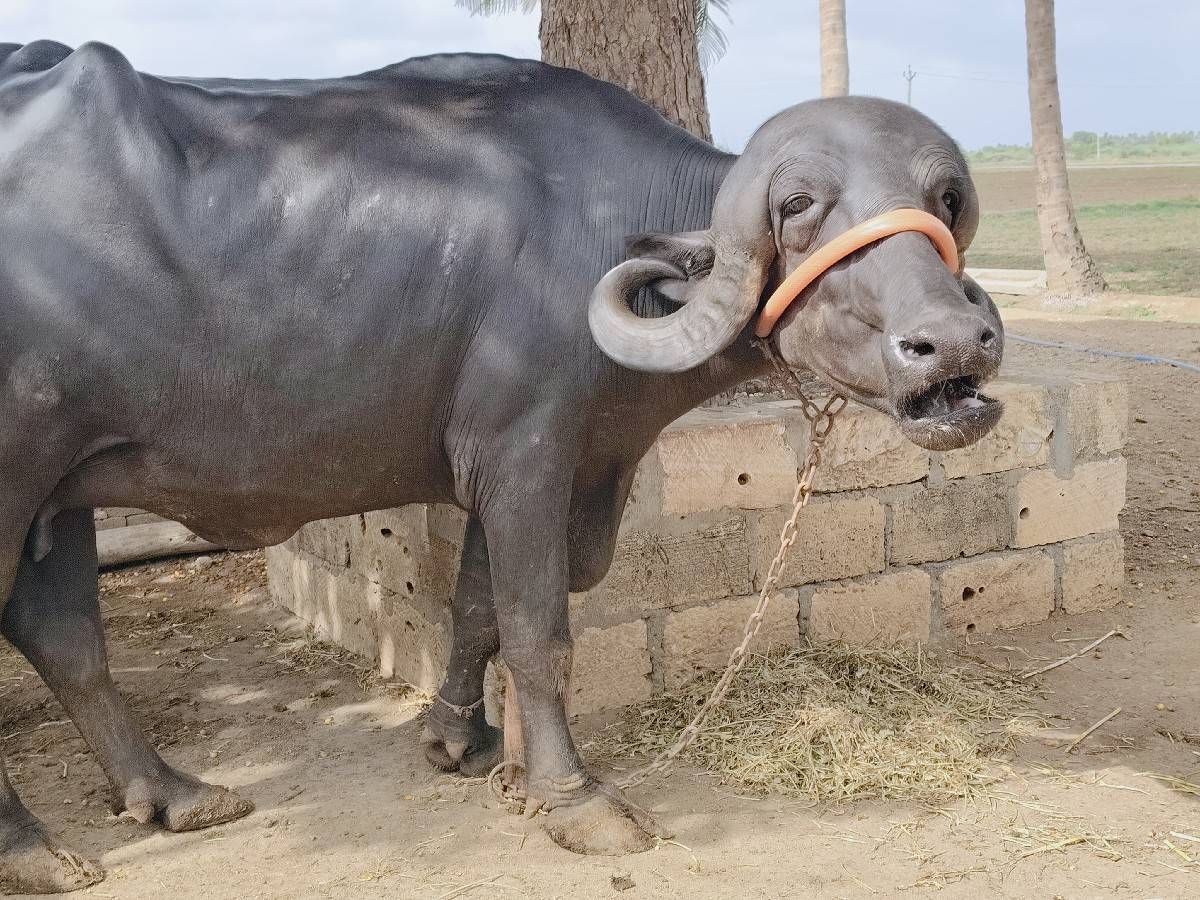ખડેલી વેસવાની સે