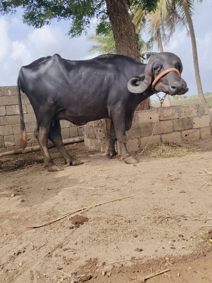 ખડેલી વેસવાની સે
