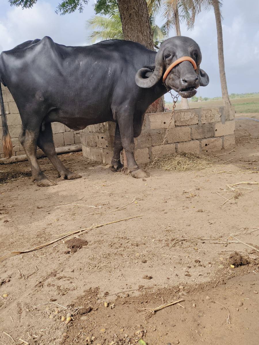 ખડેલી વેસવાની સે