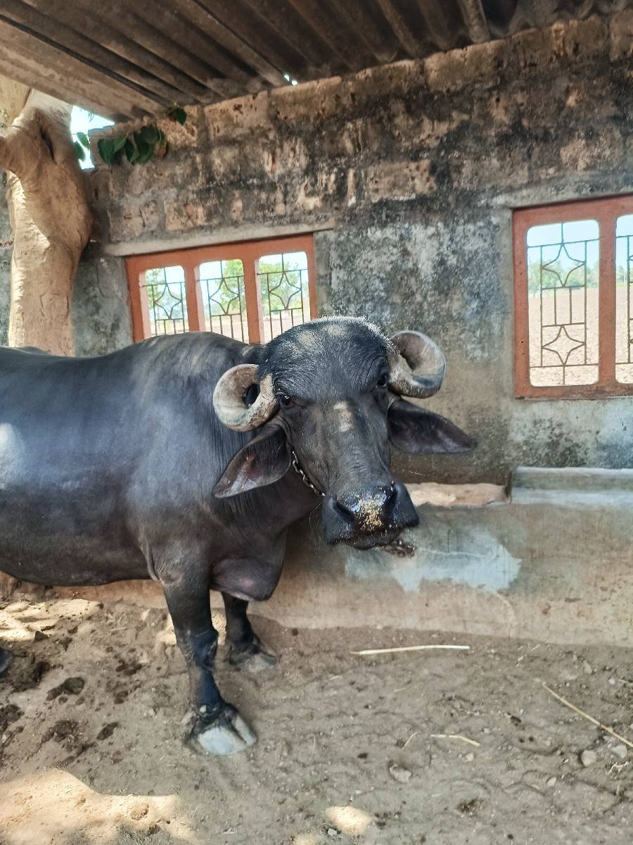 ભેંસ વેચવાની છે