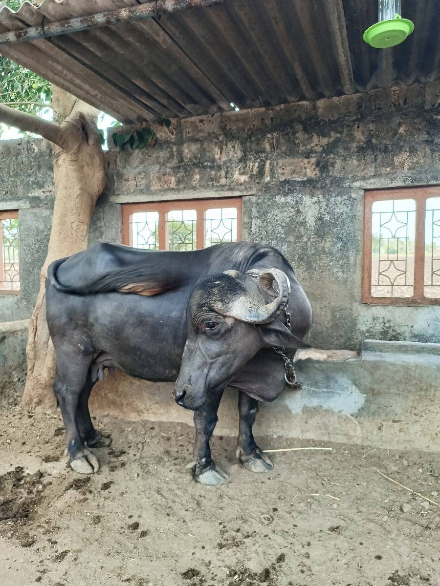 ભેંસ વેચવાની છે