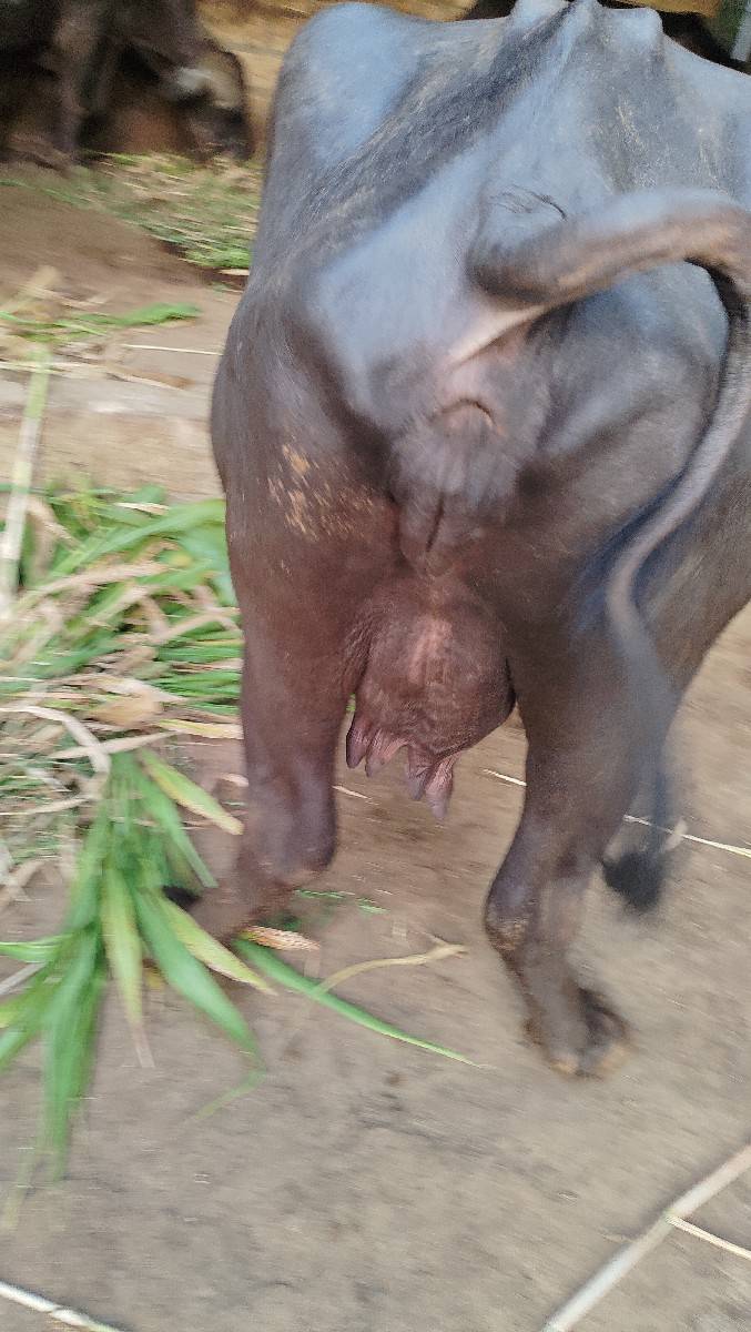 ભેંસ વેચવાની છે