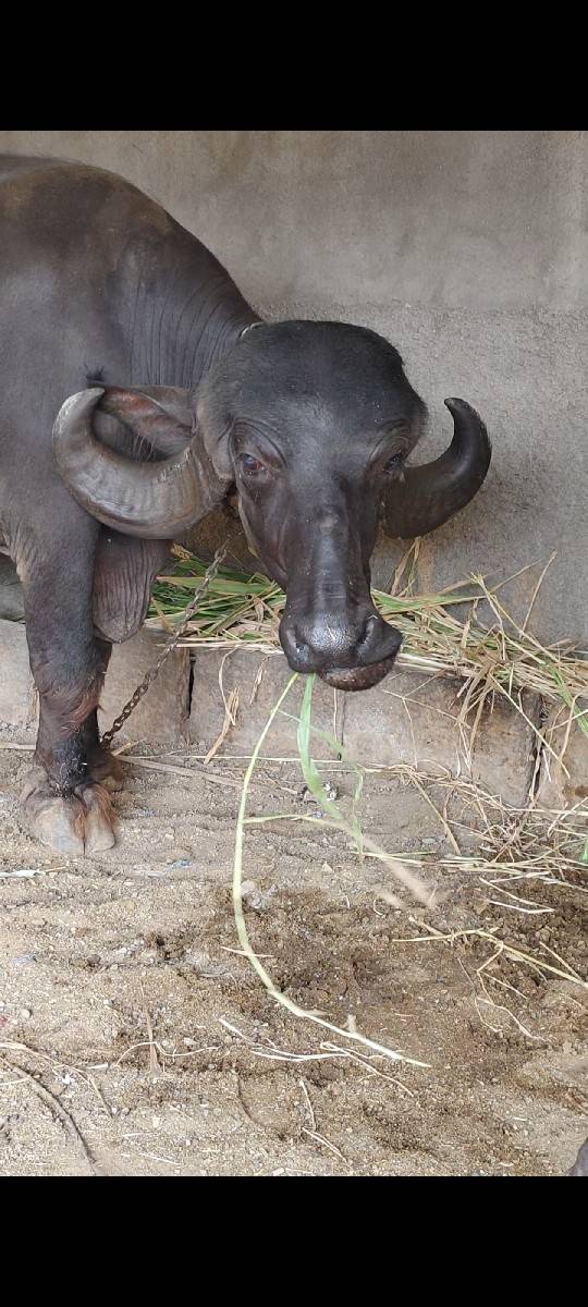 બીજું વેતર 1.5 મહિના કાચી