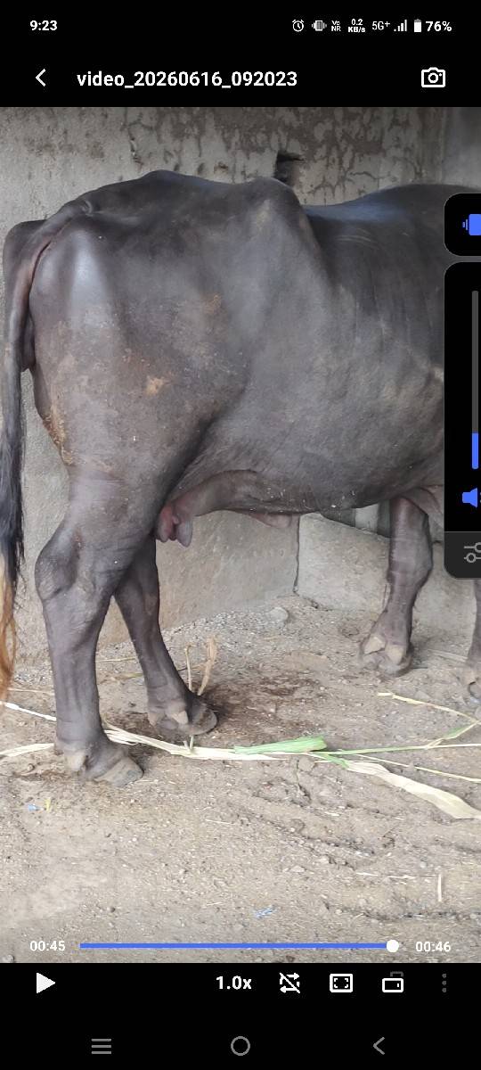 બીજું વેતર 1.5 મહિના કાચી