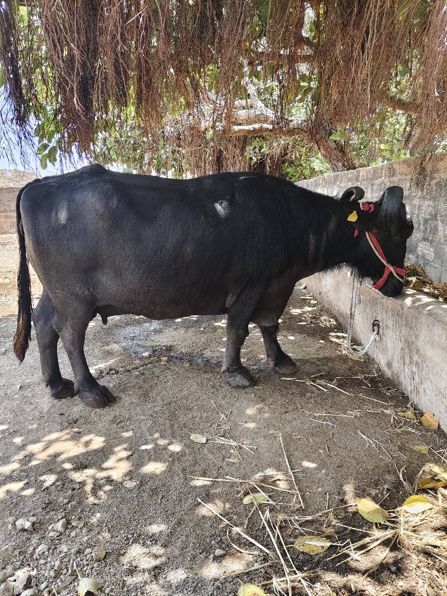 વેચવા ની છે