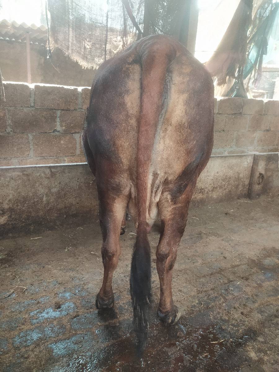 જરસી ગાય વેચવાની છે