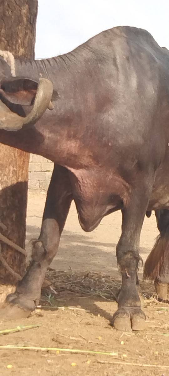 આ ભેંસ વેચવાની છે