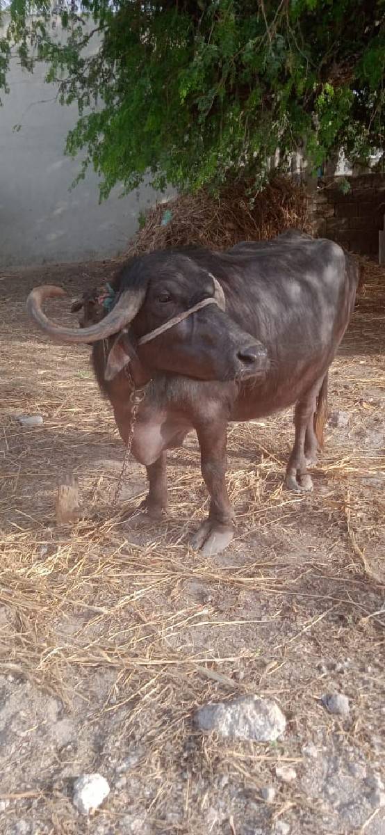 ભેંસ વેચવાની છે
