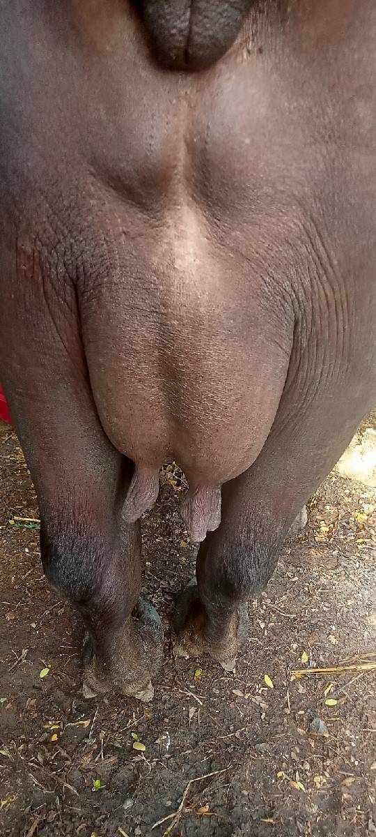 ભેંસ વેચવાની છે