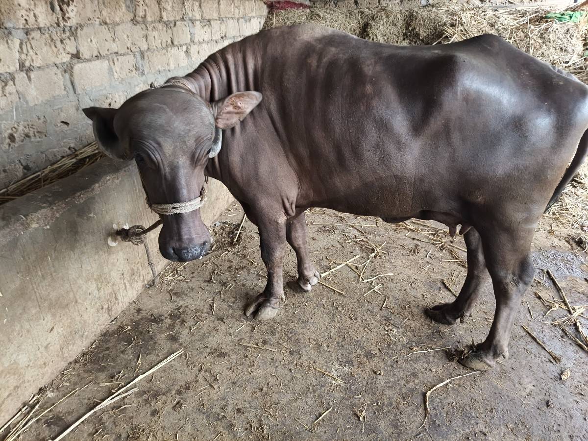 બે પેલ વેતર્યું વેચવાની છે બે