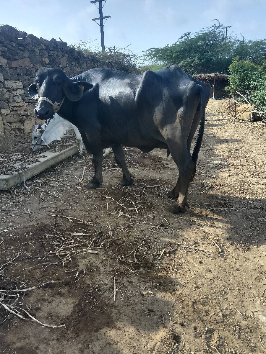 ભેસ