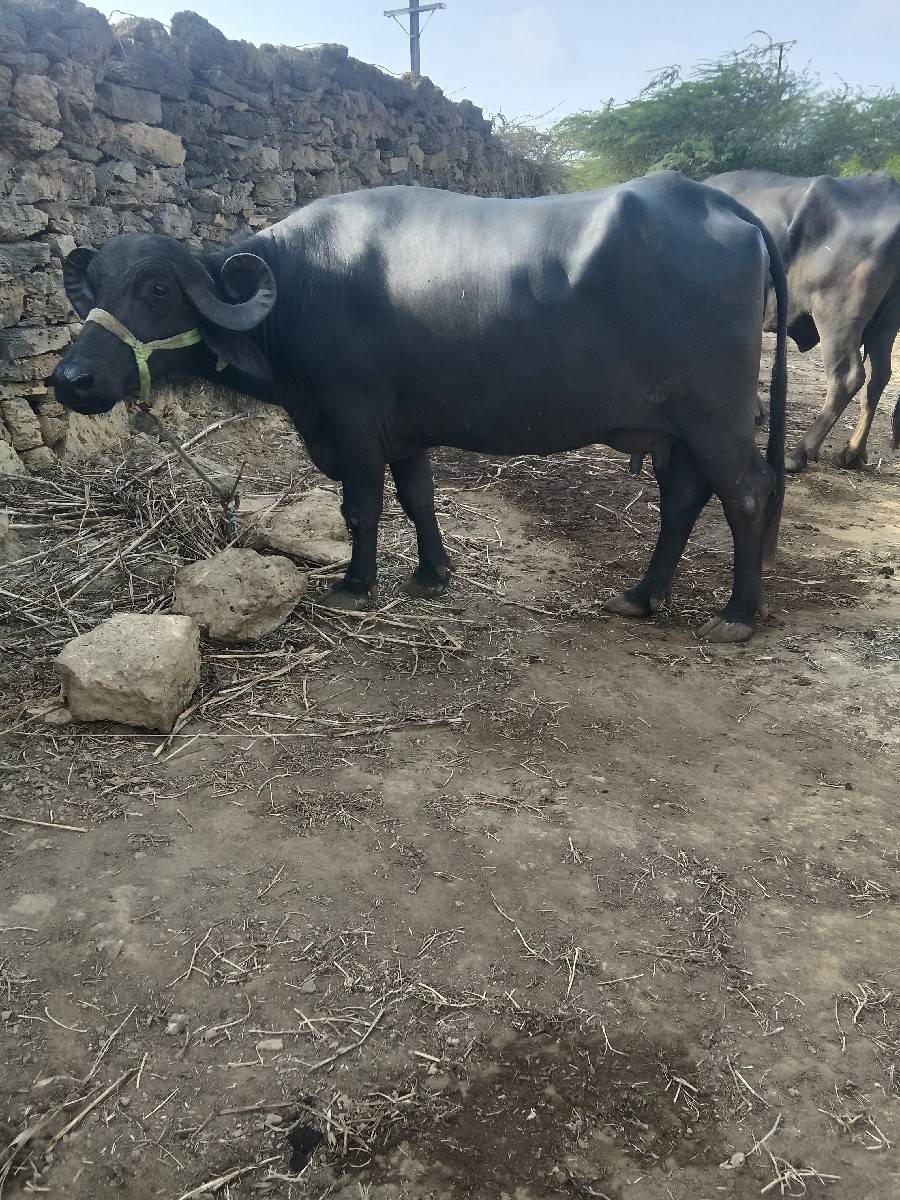 ભેસ
