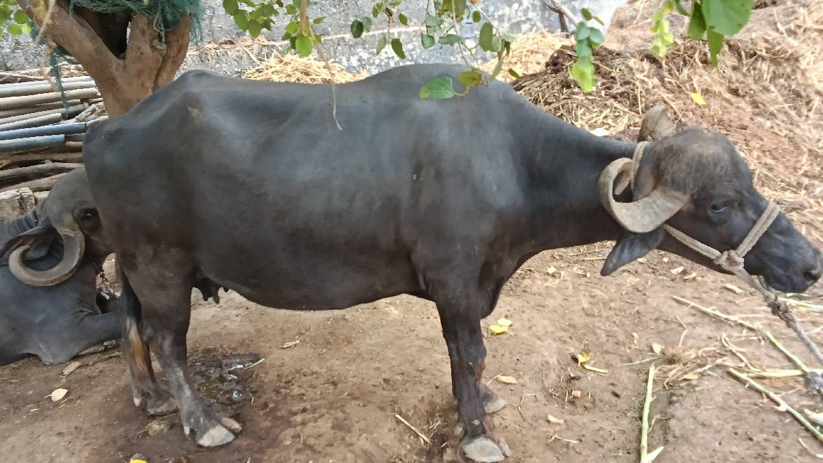 ચોથું વેતર 20 25 દીની  કાચી