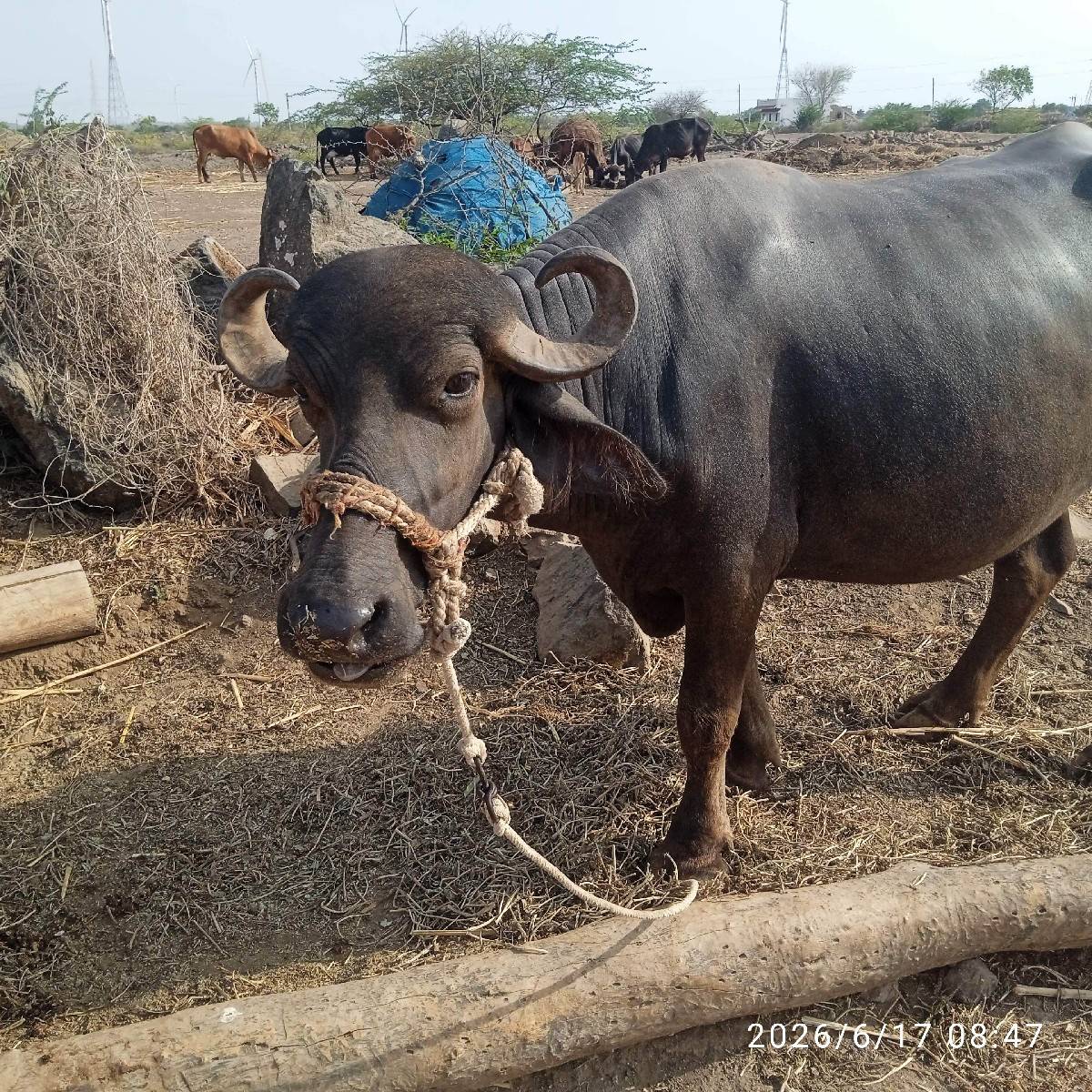 ધાના.ભાઈ્્ગઢવી