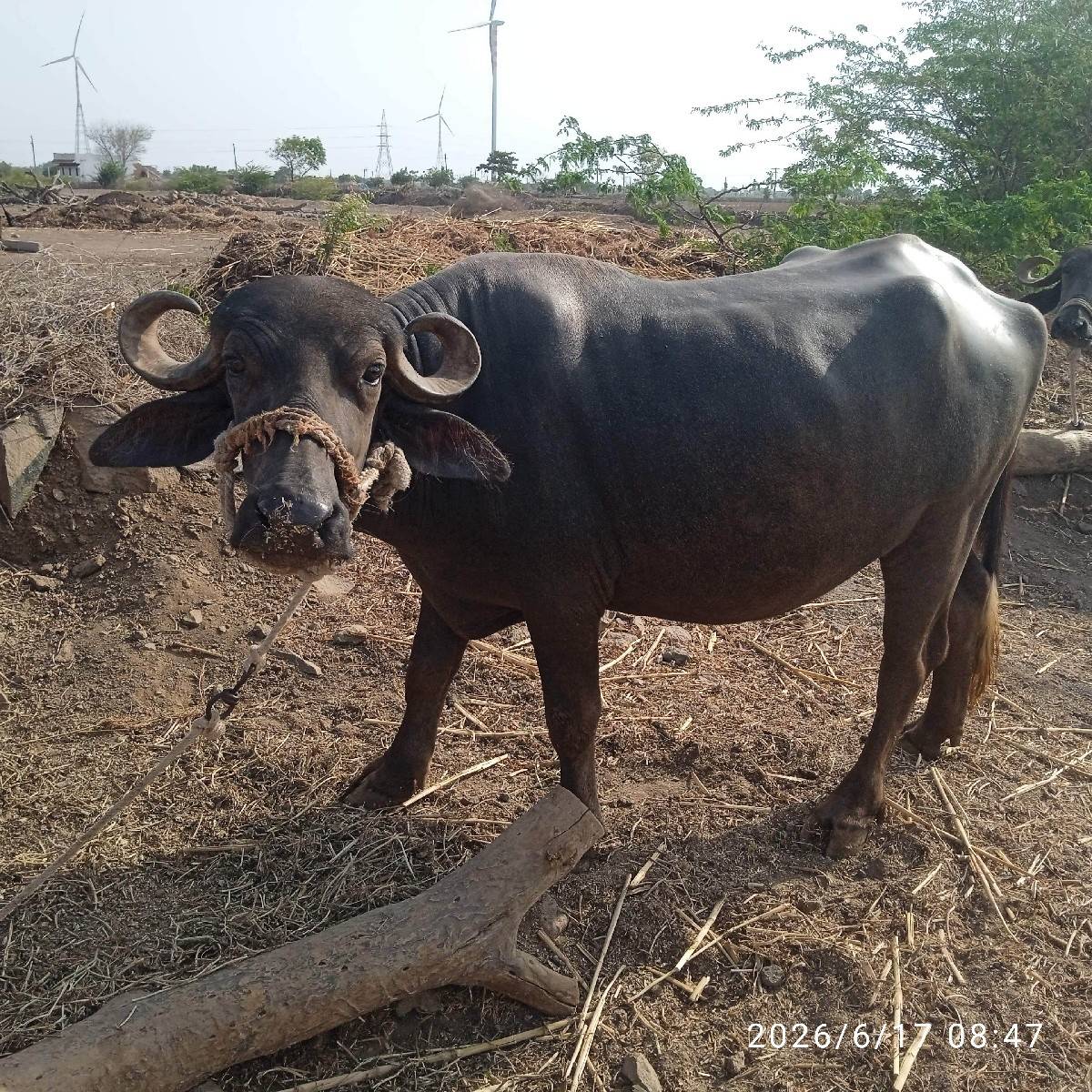 ધાના.ભાઈ્્ગઢવી