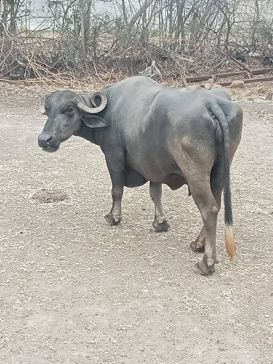 ભેસ વેસવાની સે