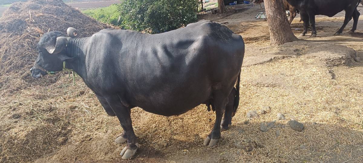 ભેંસ વેચ વની છે