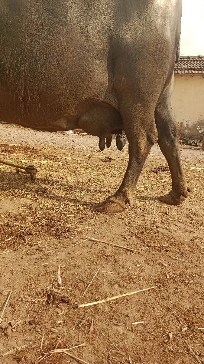 4 thu વેતર