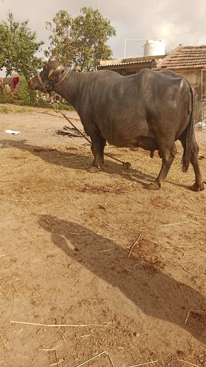 4 thu વેતર