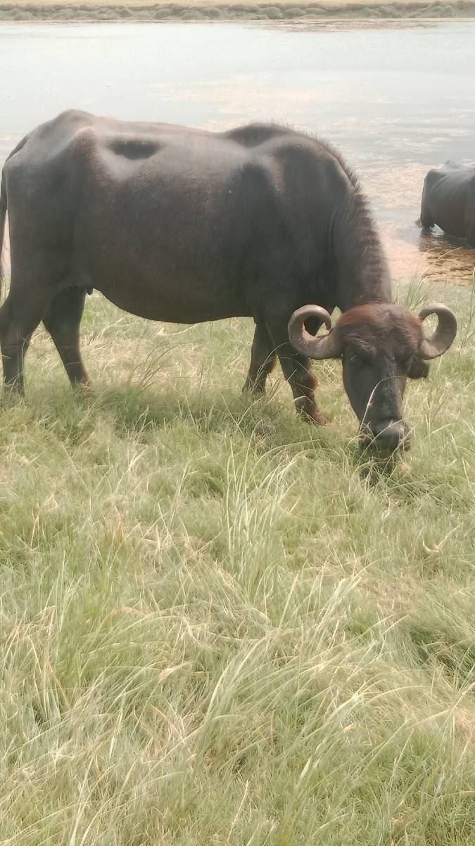 પેલું વેતર ખડેલી વેચવાની છે