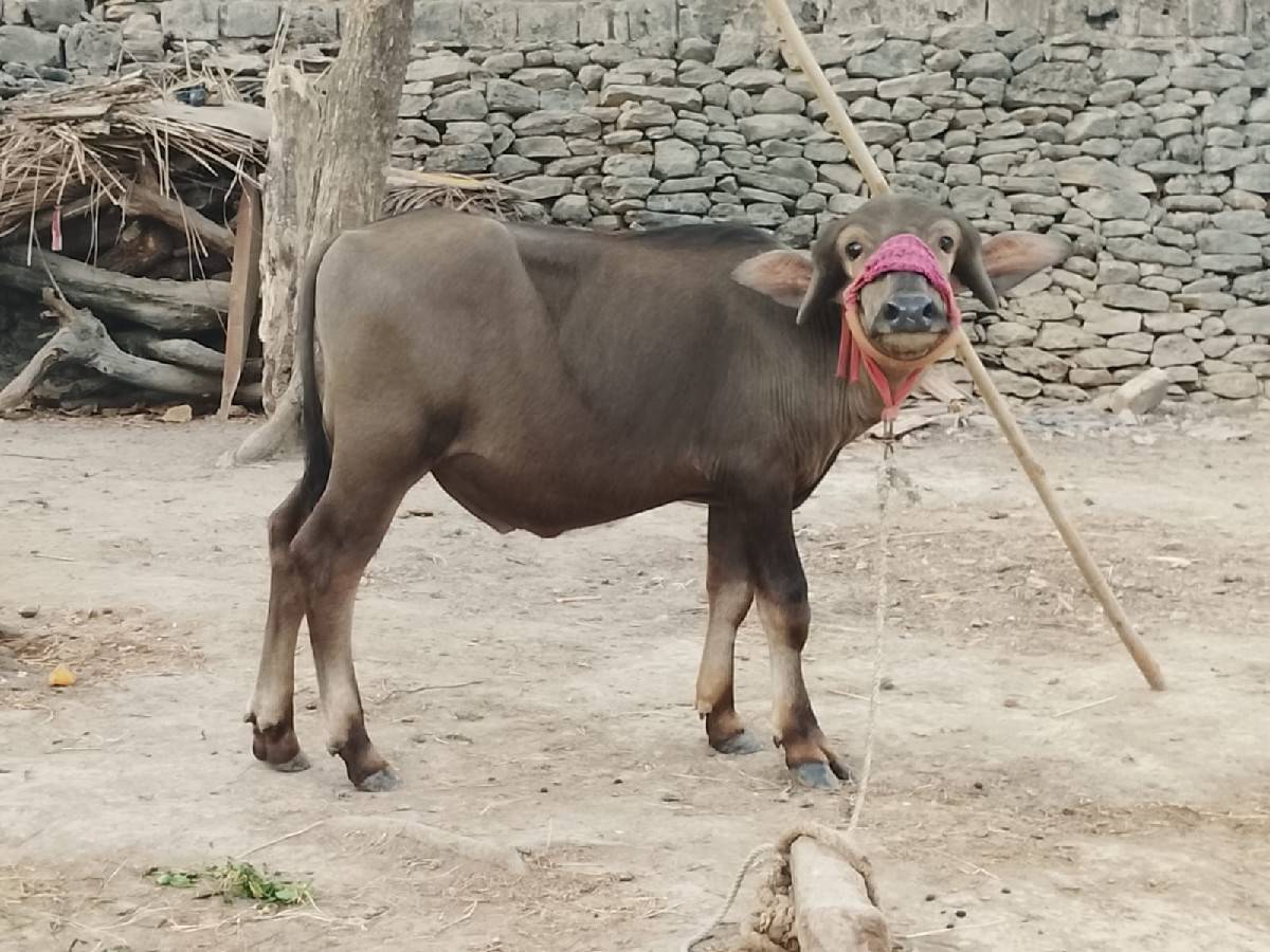 pada vechavana che 2