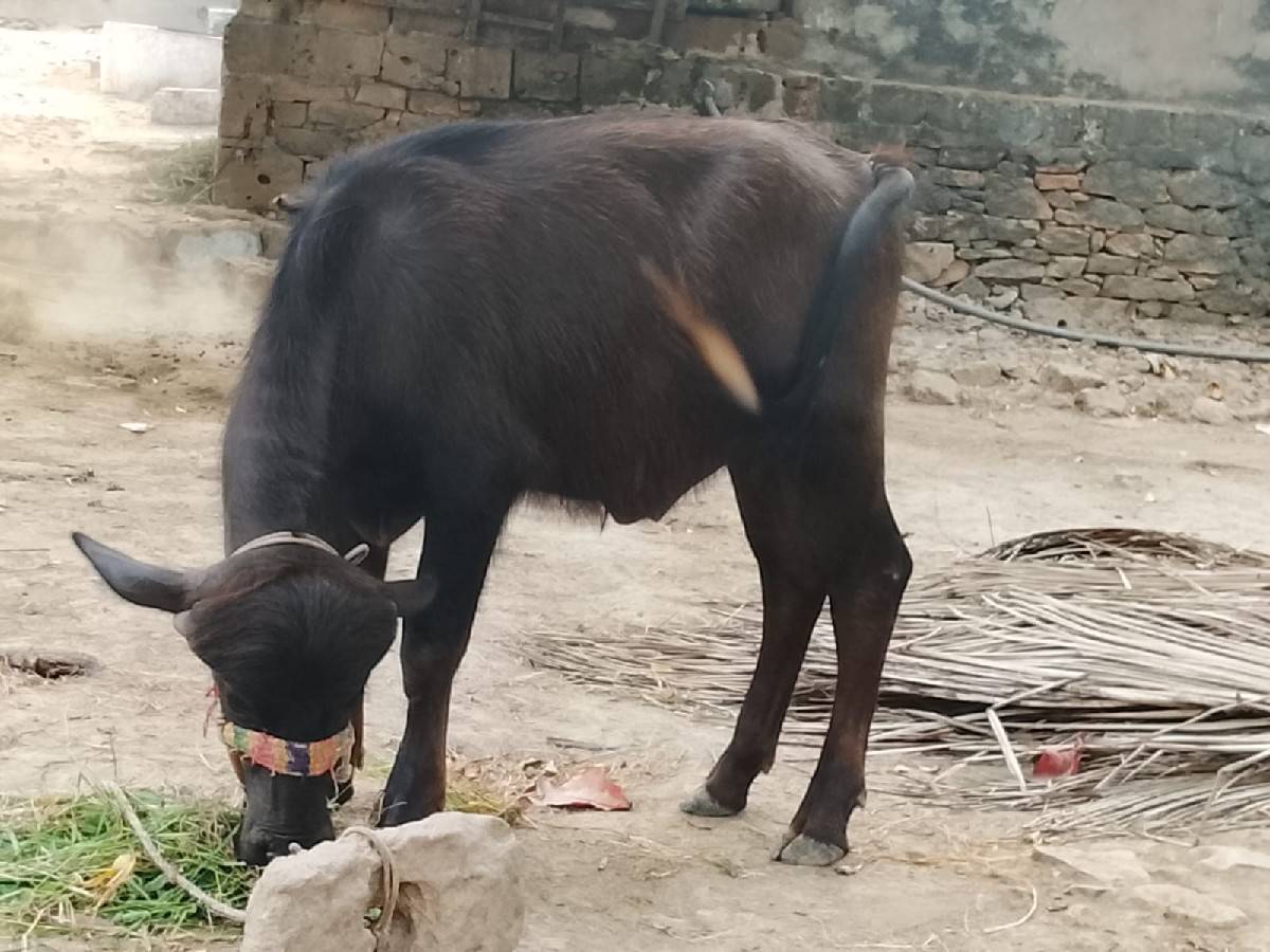 pada vechavana che 2