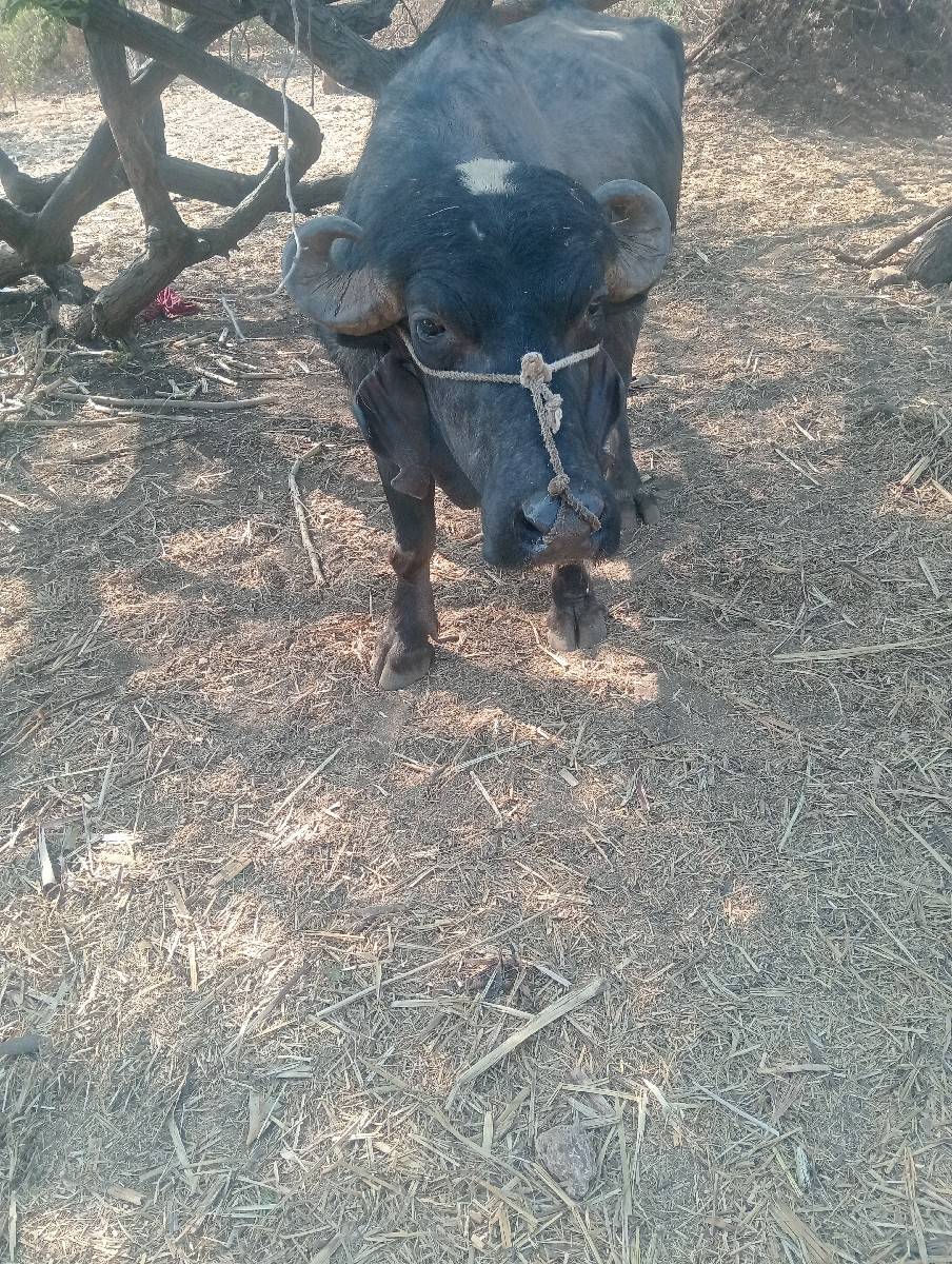 પાડો