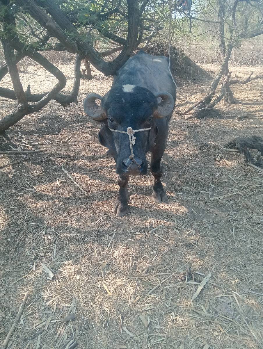 પાડો