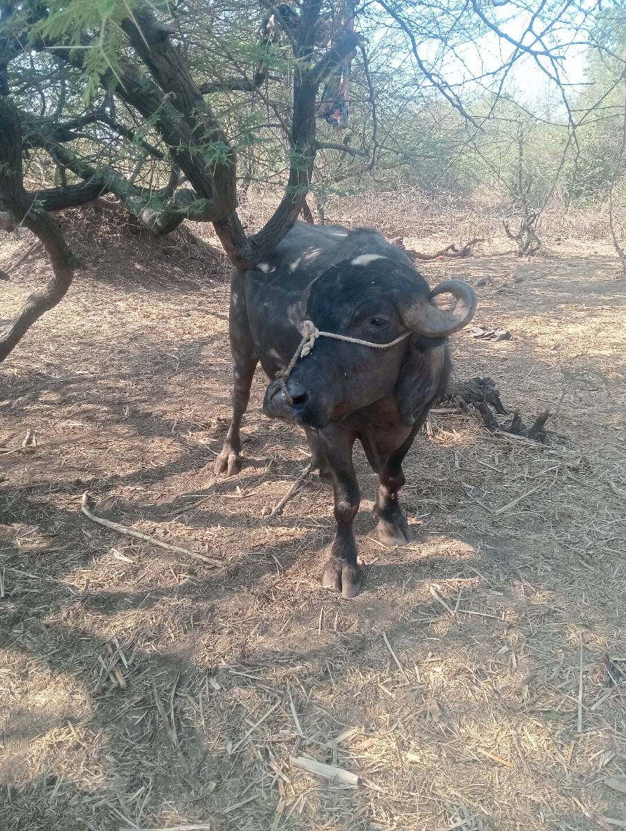 પાડો