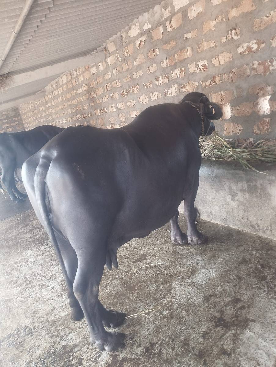 ભેંસ