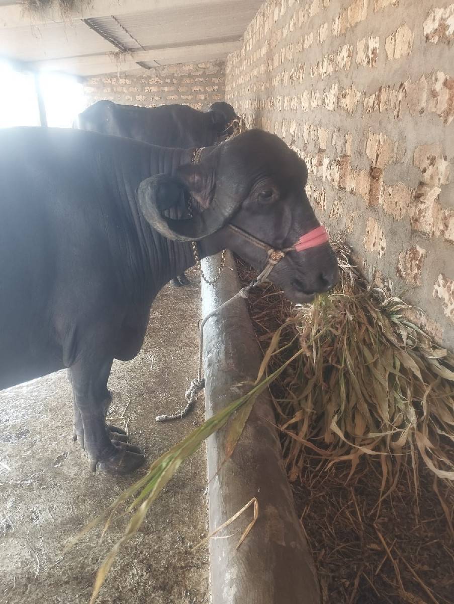 ભેંસ
