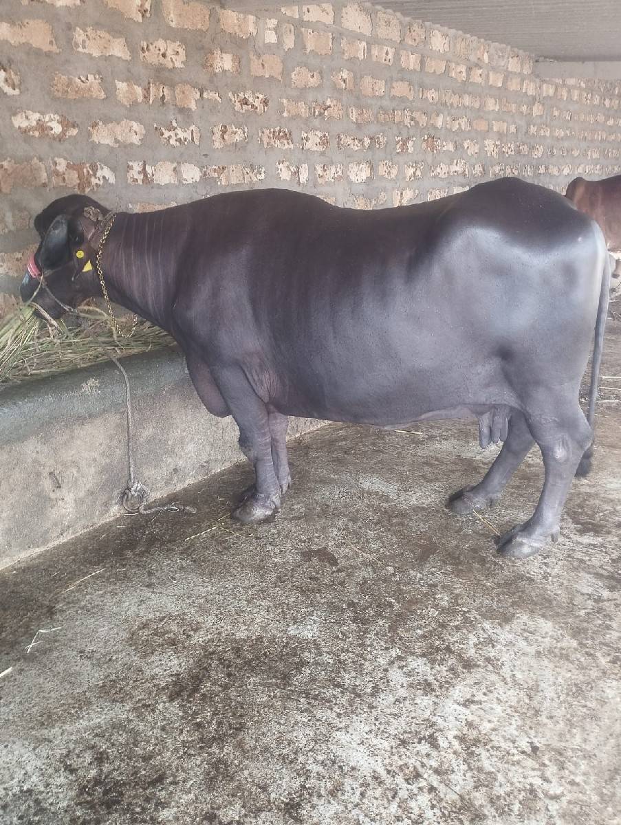 ભેંસ