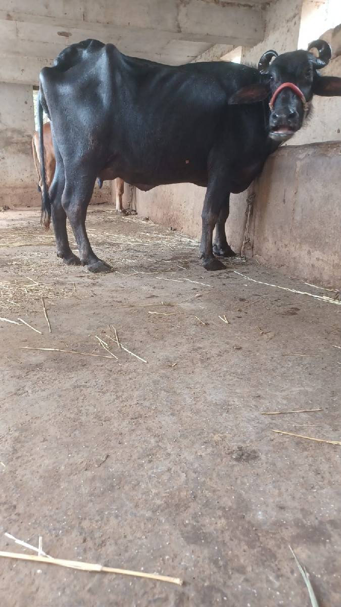 ભેંસ વેચવાની છે