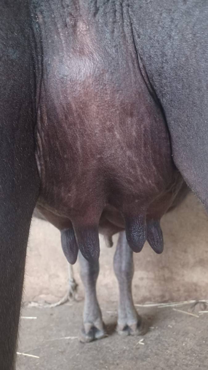 ભેંસ વેચવાની છે