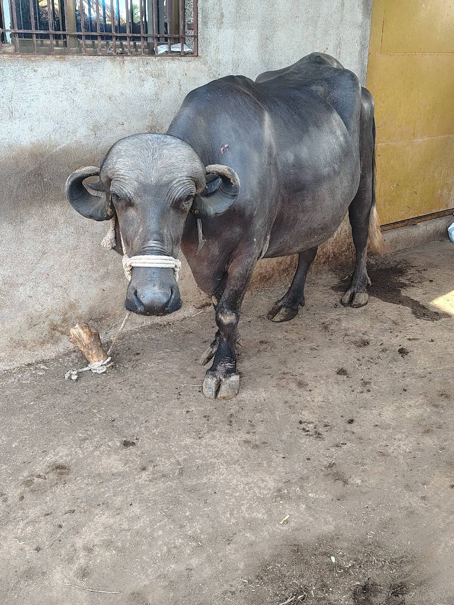 ખડેલી પેલું વેતર