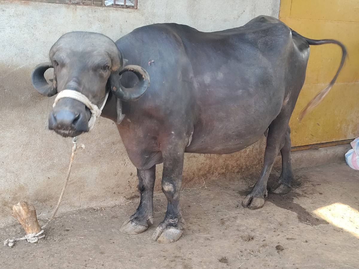 ખડેલી પેલું વેતર