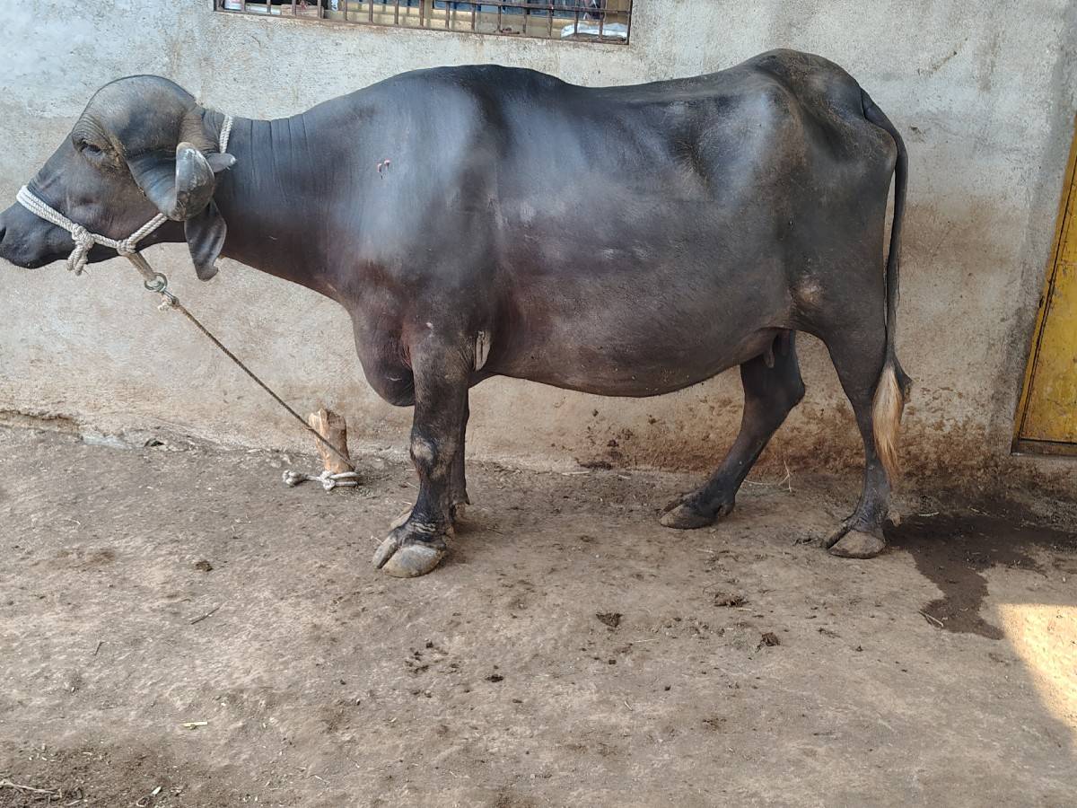 ખડેલી પેલું વેતર