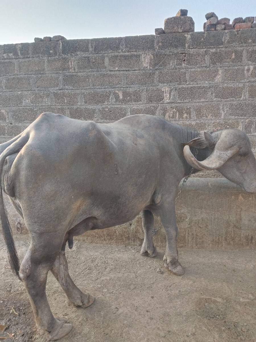 જાફરી ભેંશ વેચવાની છે