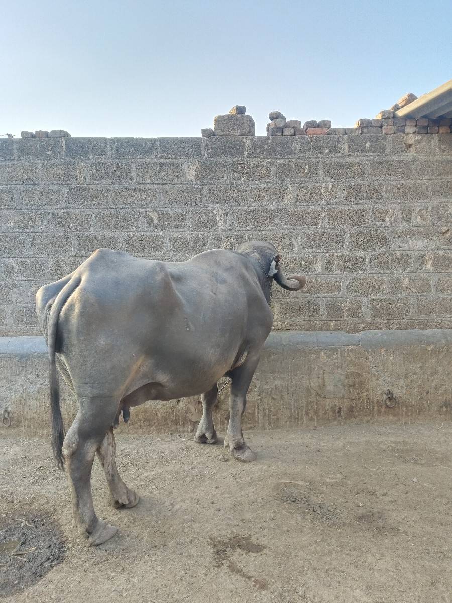 જાફરી ભેંશ વેચવાની છે
