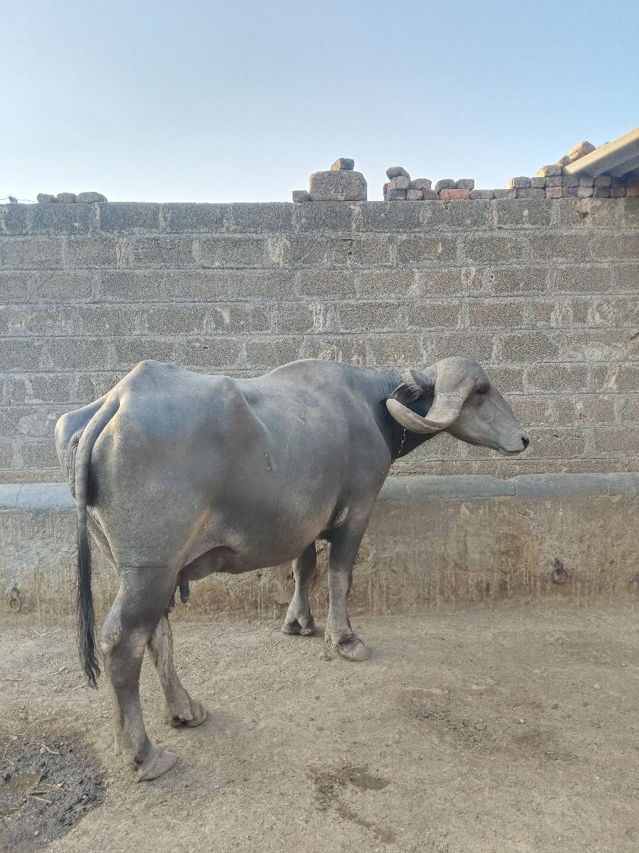 જાફરી ભેંશ વેચવાની છે