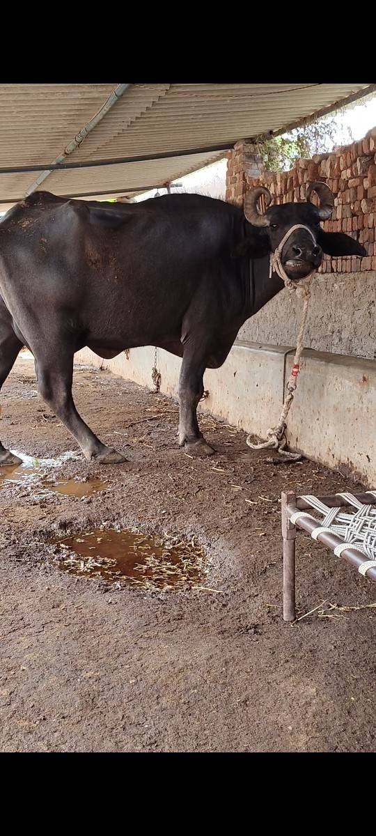 ભેંશ વેચવાની છે તીજુવેતર