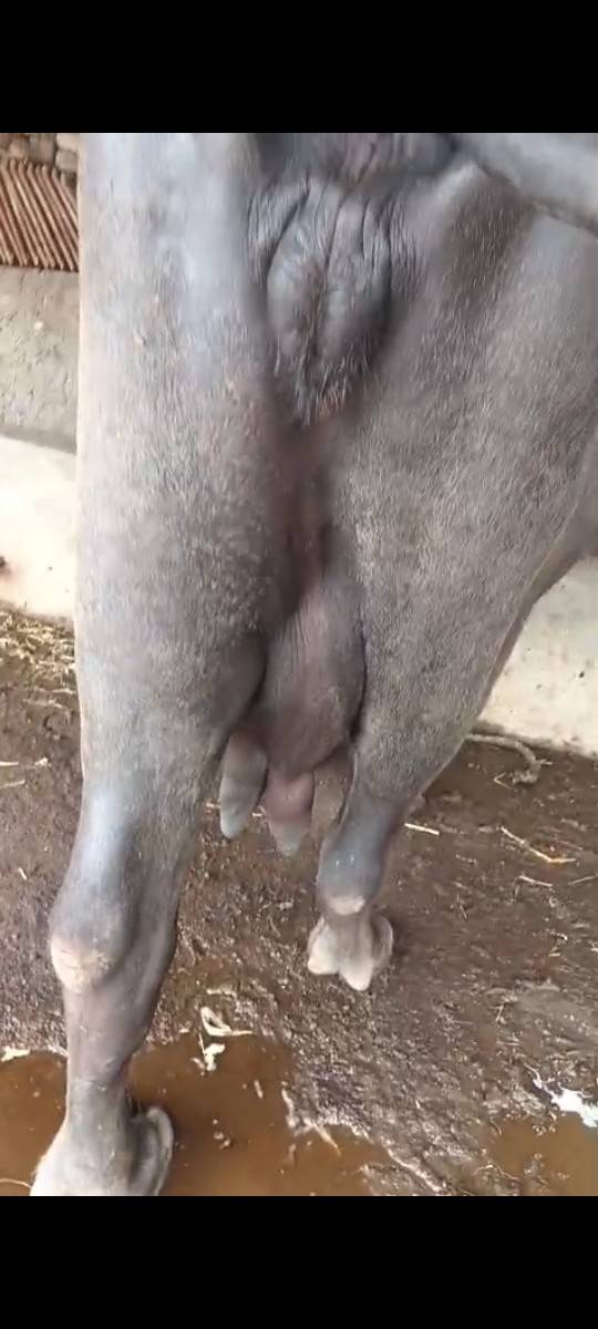 ભેંશ વેચવાની છે તીજુવેતર
