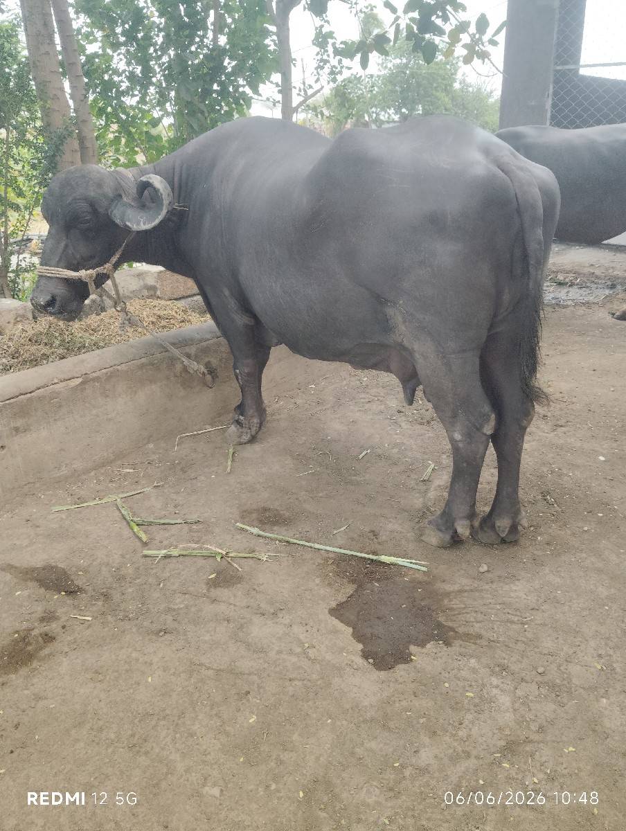 ત્રણ ભેંસ વેચવાની છે