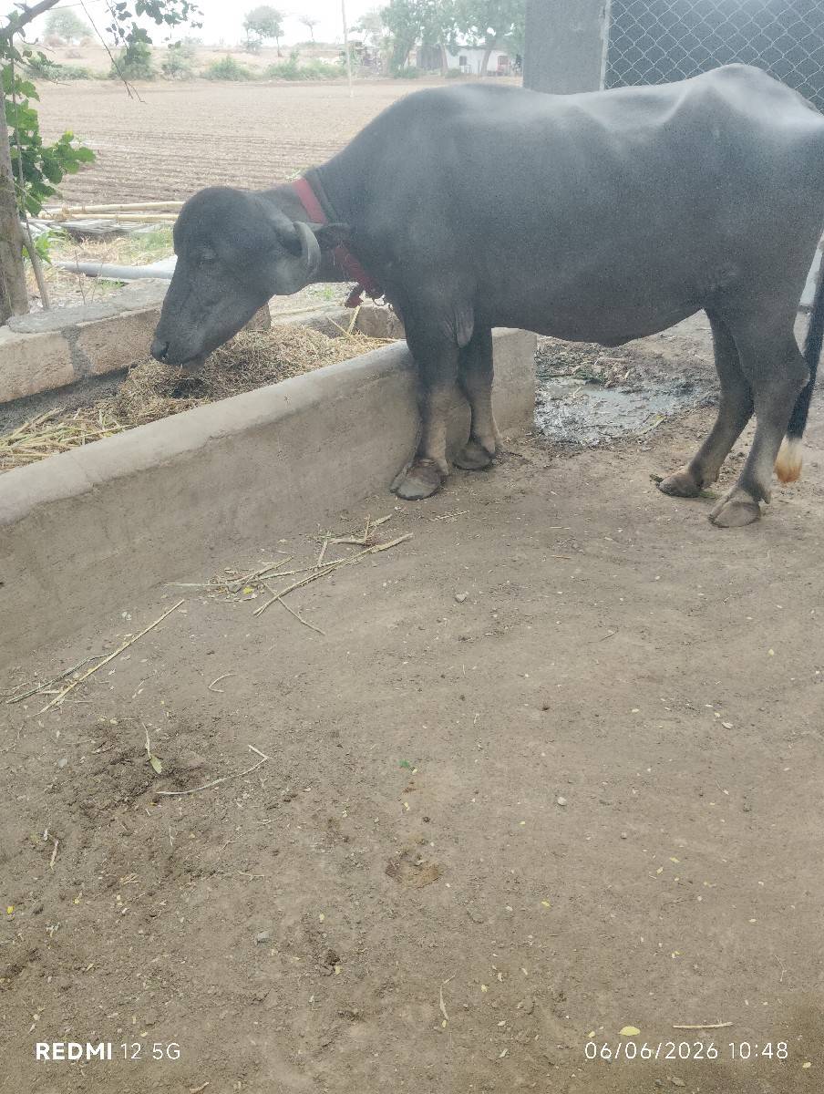 ત્રણ ભેંસ વેચવાની છે