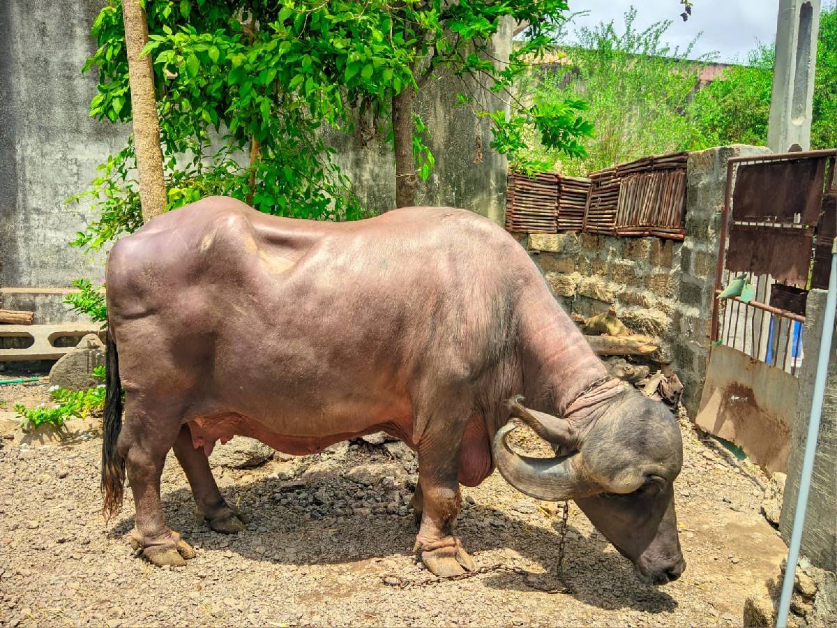 ભેંશ વેશવા ની છે