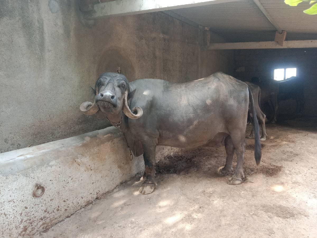 ભેંશ વેચવાની છે