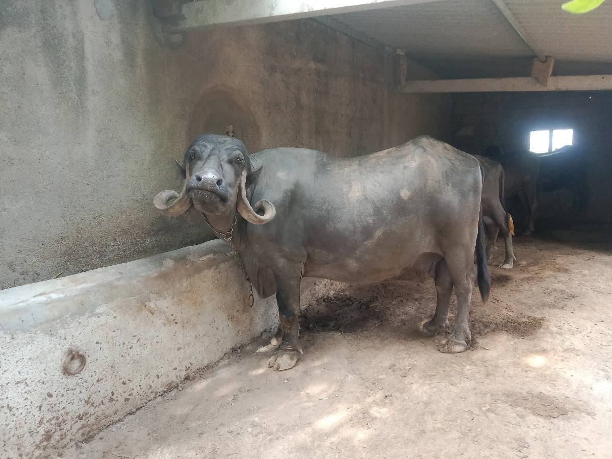 ભેંશ વેચવાની છે