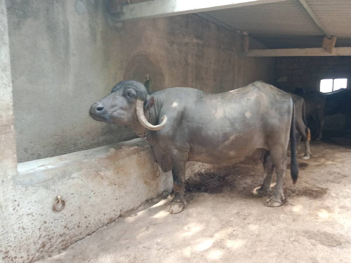 ભેંશ વેચવાની છે